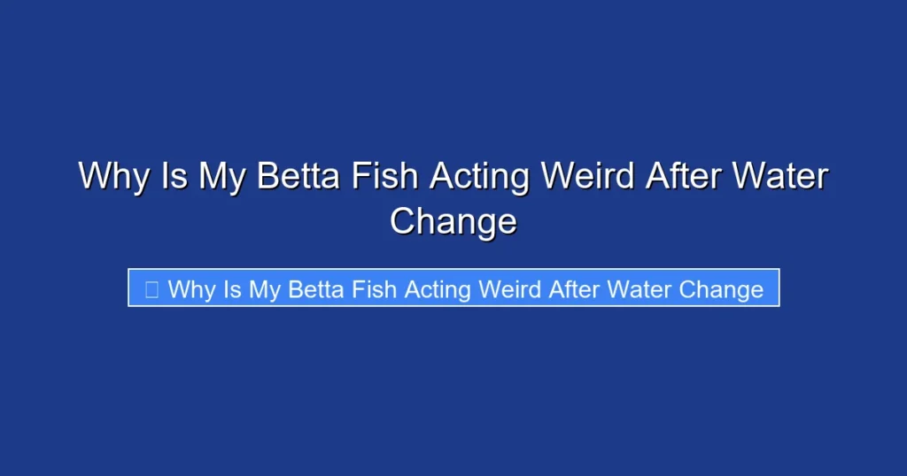 Why Is My Betta Fish Acting Weird After Water Change