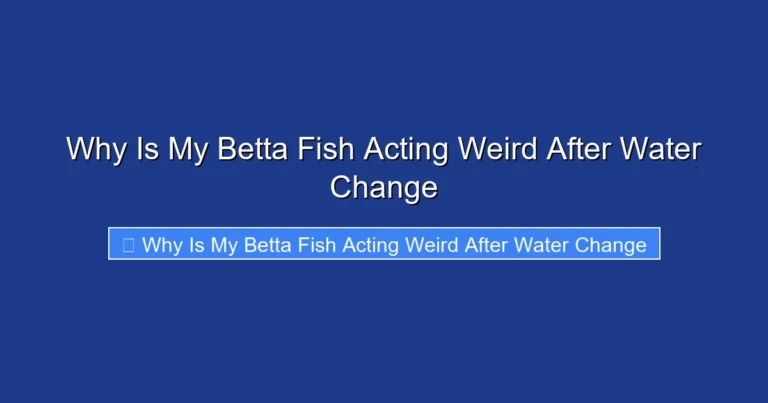Why Is My Betta Fish Acting Weird After Water Change