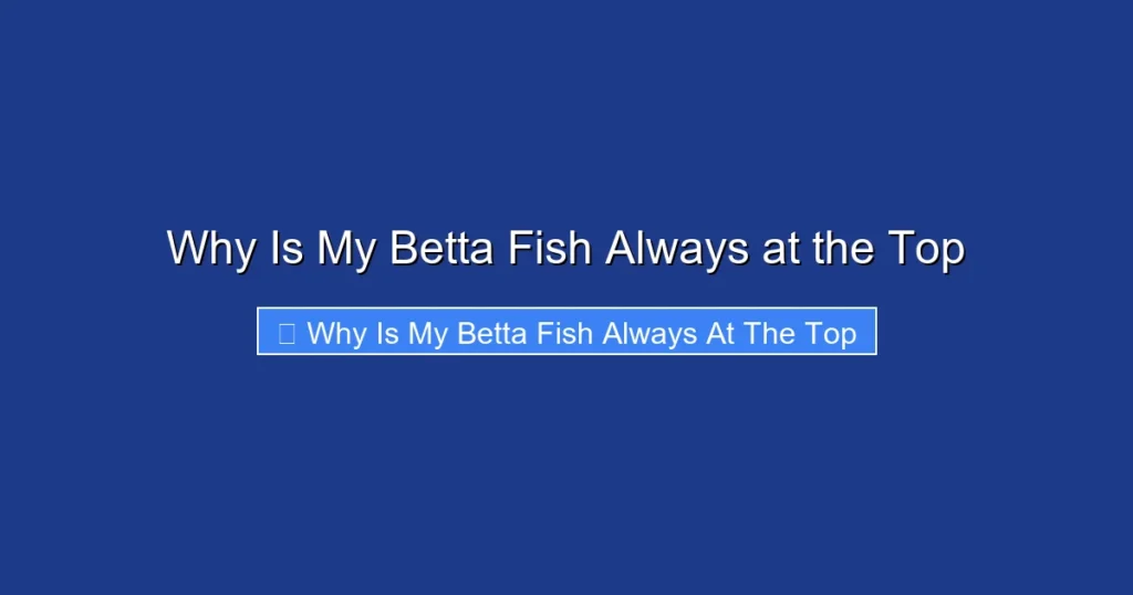 Why Is My Betta Fish Always at the Top