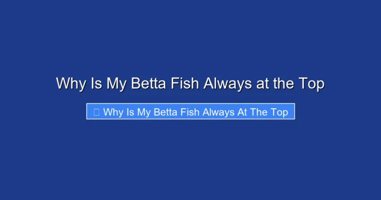 Why Is My Betta Fish Always at the Top