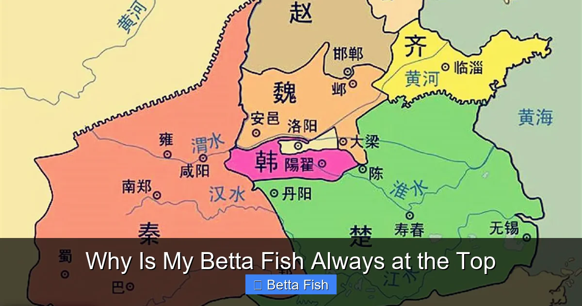 Why Is My Betta Fish Always at the Top
