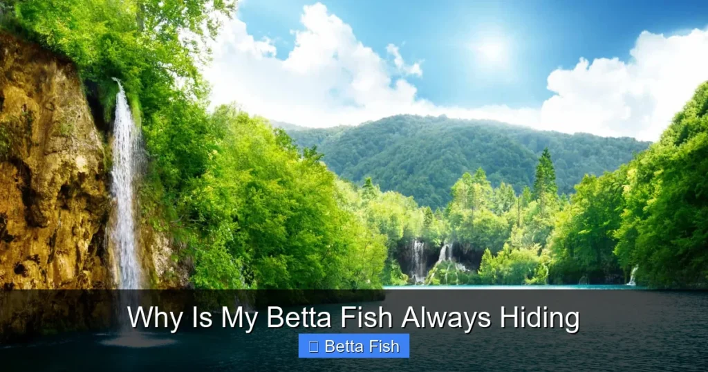 Why Is My Betta Fish Always Hiding