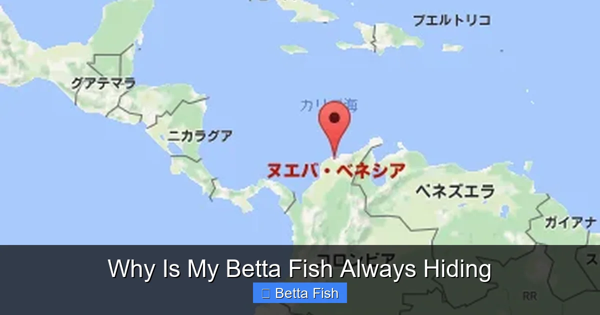 Why Is My Betta Fish Always Hiding