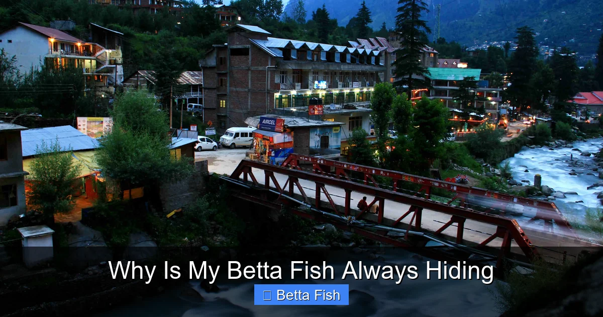 Why Is My Betta Fish Always Hiding