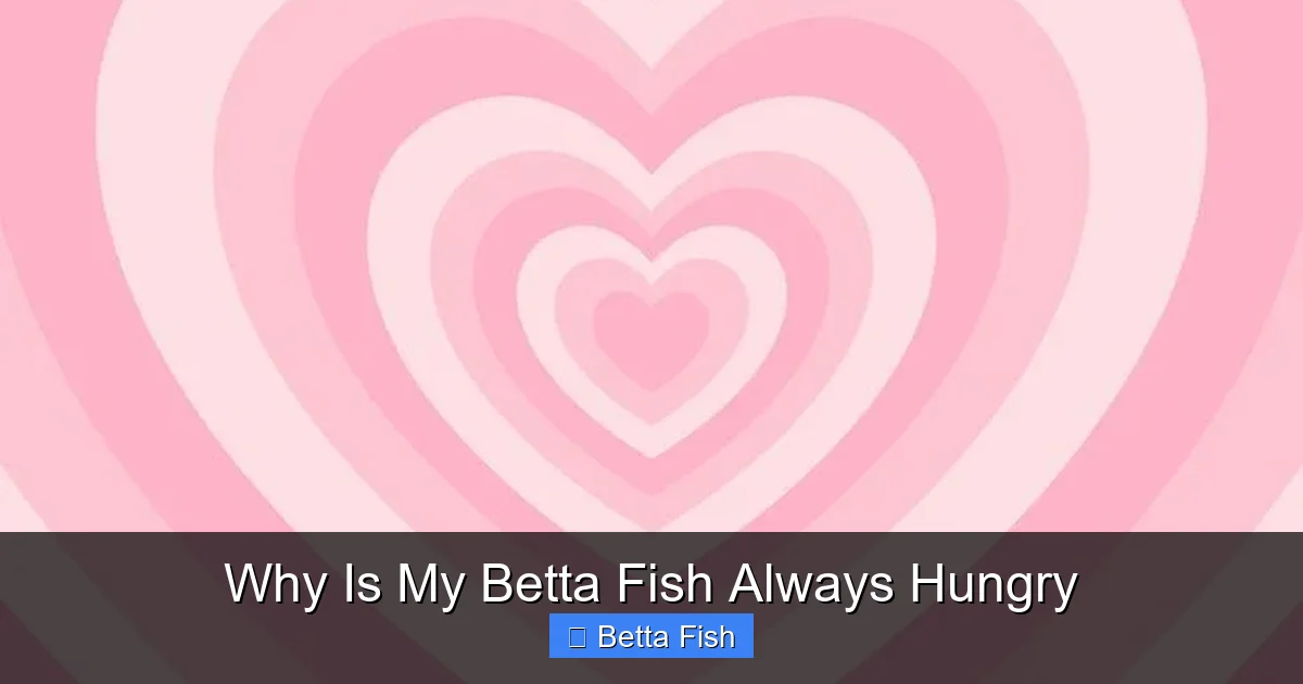 Why Is My Betta Fish Always Hungry