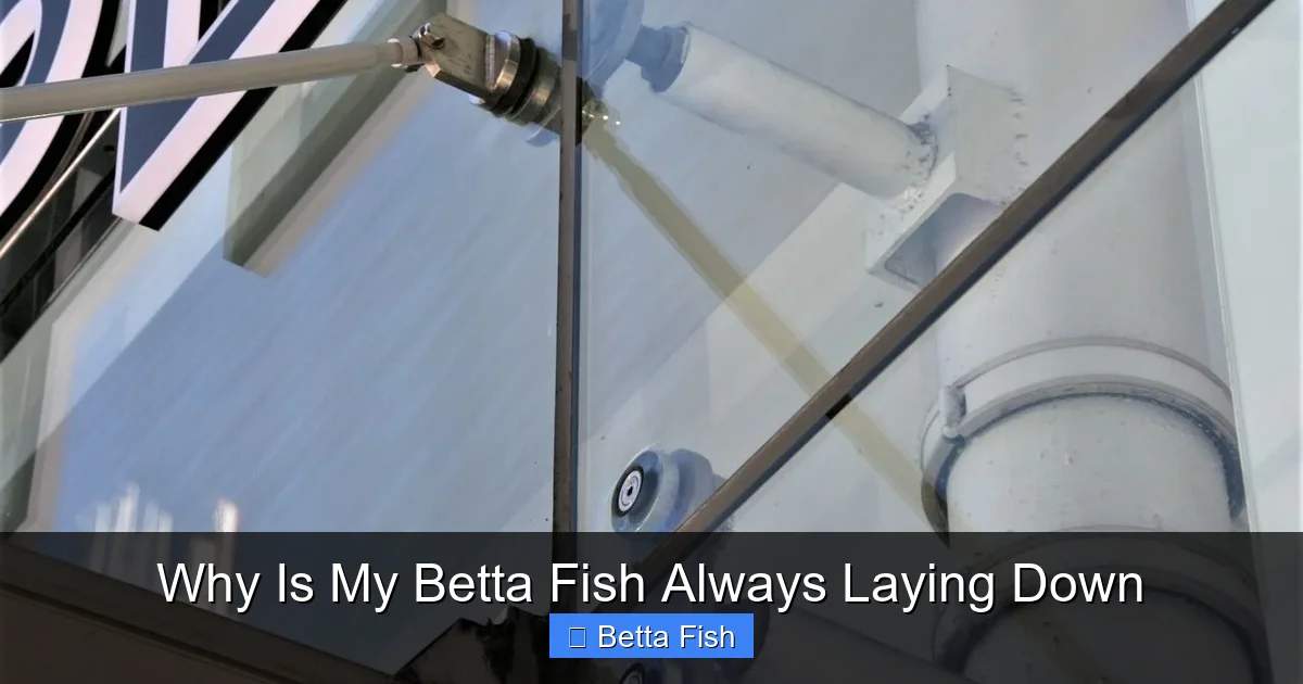 Why Is My Betta Fish Always Laying Down