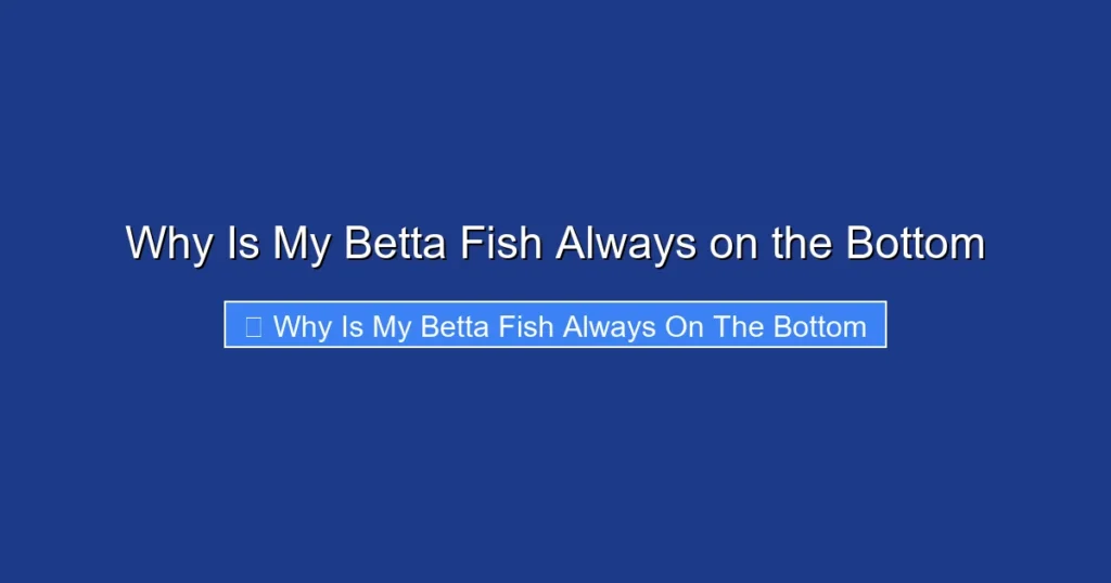 Why Is My Betta Fish Always on the Bottom