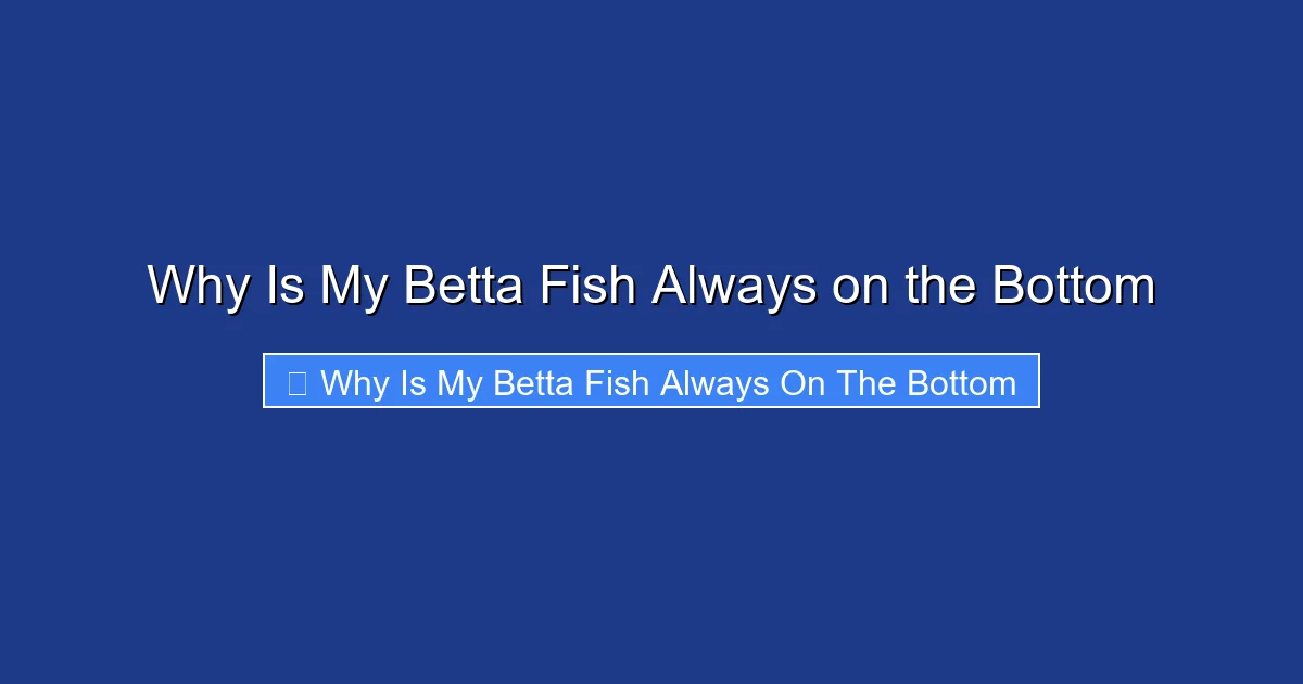Why Is My Betta Fish Always on the Bottom