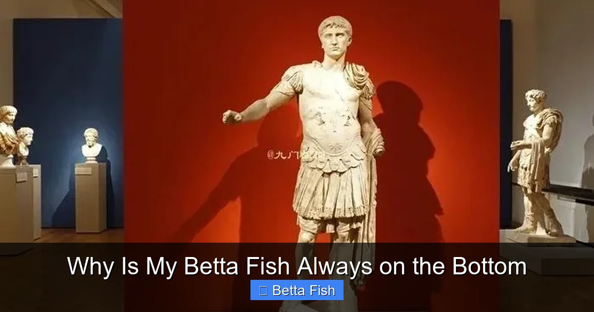 Why Is My Betta Fish Always on the Bottom