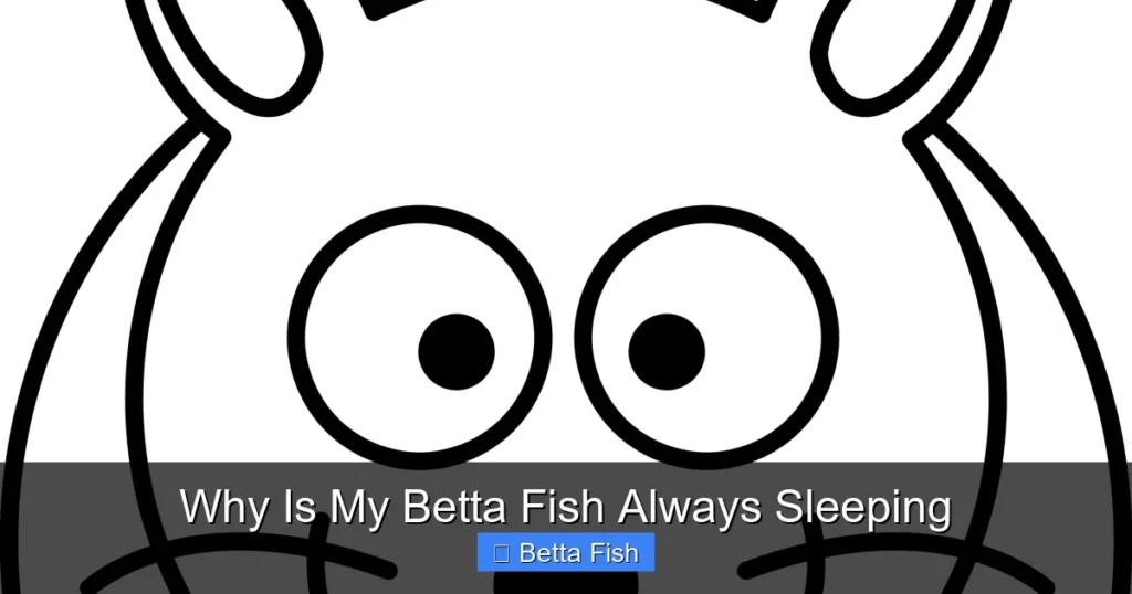 Why Is My Betta Fish Always Sleeping