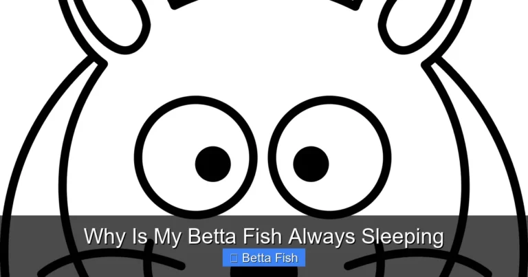Why Is My Betta Fish Always Sleeping