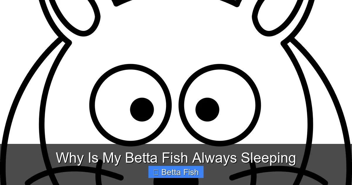Why Is My Betta Fish Always Sleeping