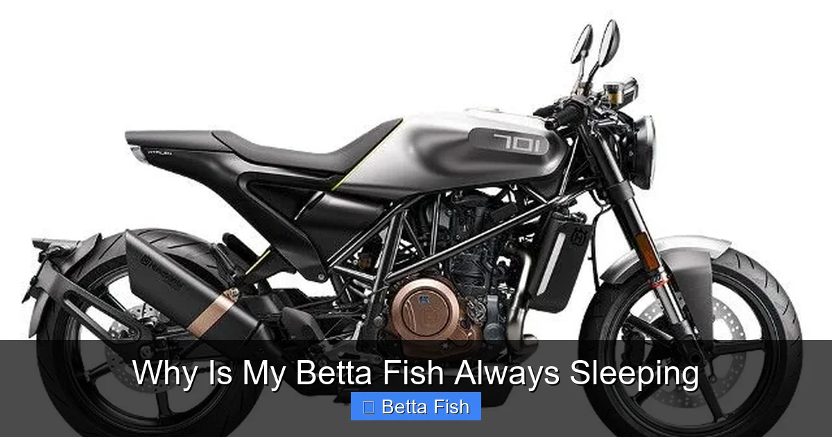 Why Is My Betta Fish Always Sleeping
