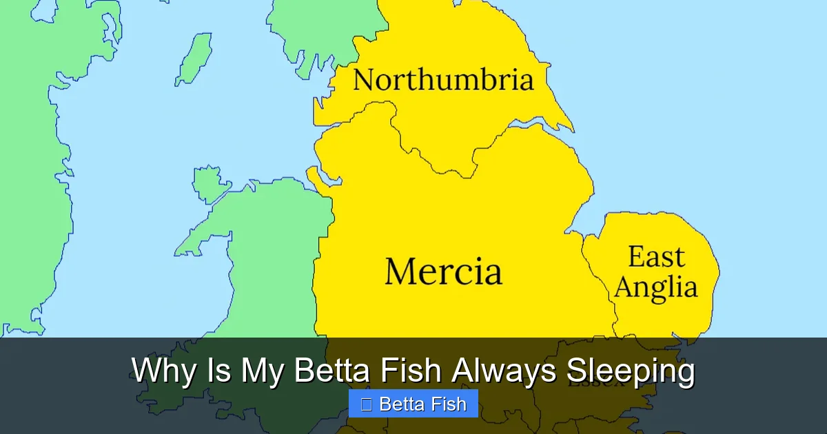 Why Is My Betta Fish Always Sleeping