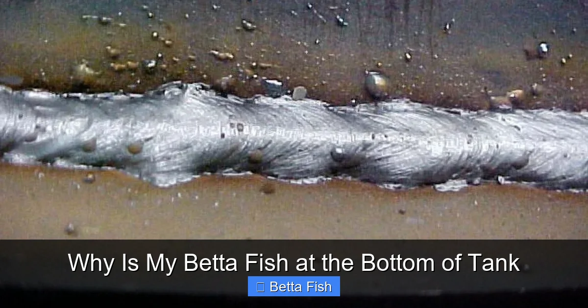 Why Is My Betta Fish at the Bottom of Tank