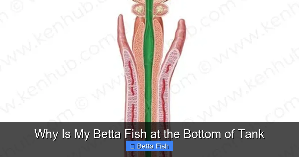 Why Is My Betta Fish at the Bottom of Tank