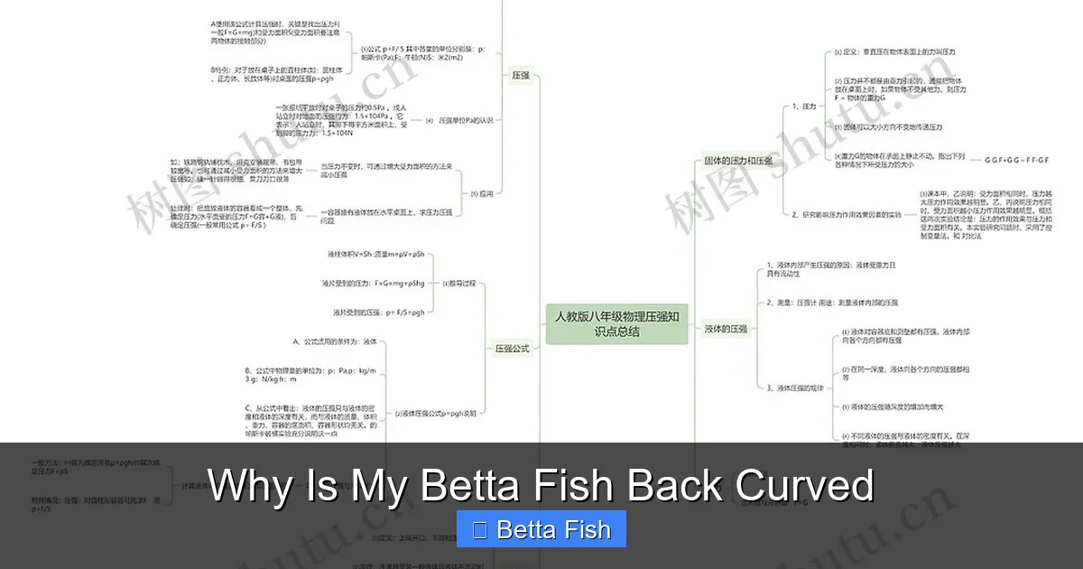 Why Is My Betta Fish Back Curved