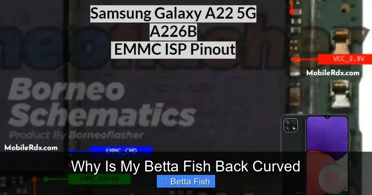Why Is My Betta Fish Back Curved