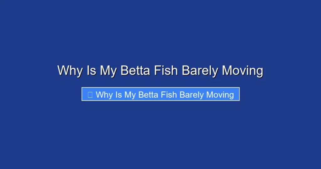 Why Is My Betta Fish Barely Moving