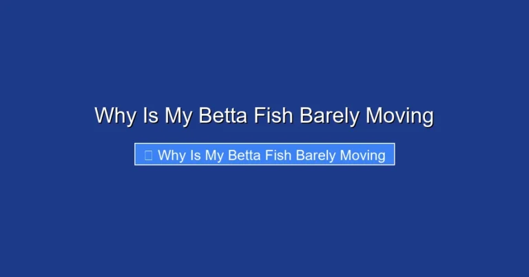 Why Is My Betta Fish Barely Moving