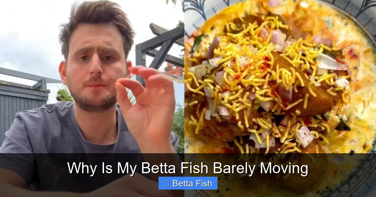 Why Is My Betta Fish Barely Moving