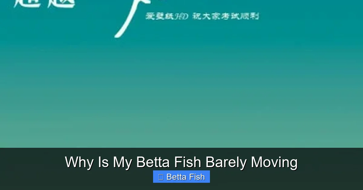 Why Is My Betta Fish Barely Moving