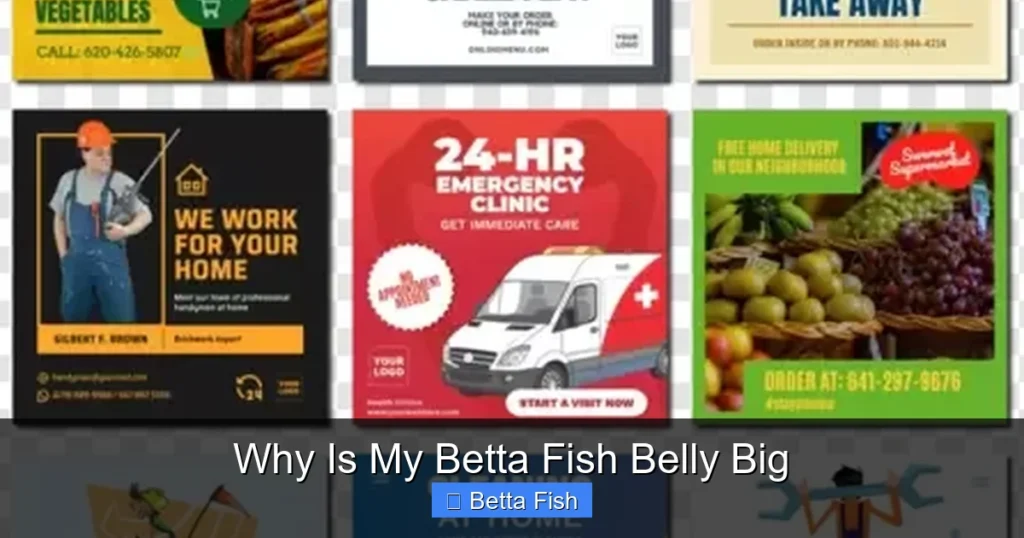 Why Is My Betta Fish Belly Big