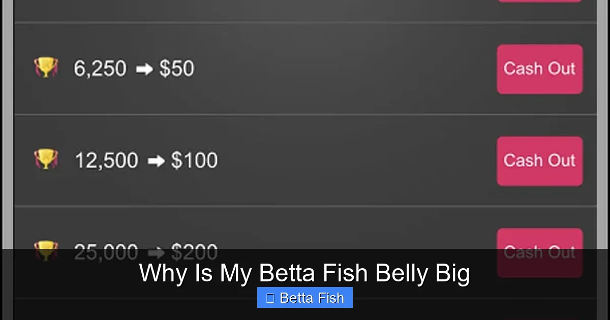 Why Is My Betta Fish Belly Big