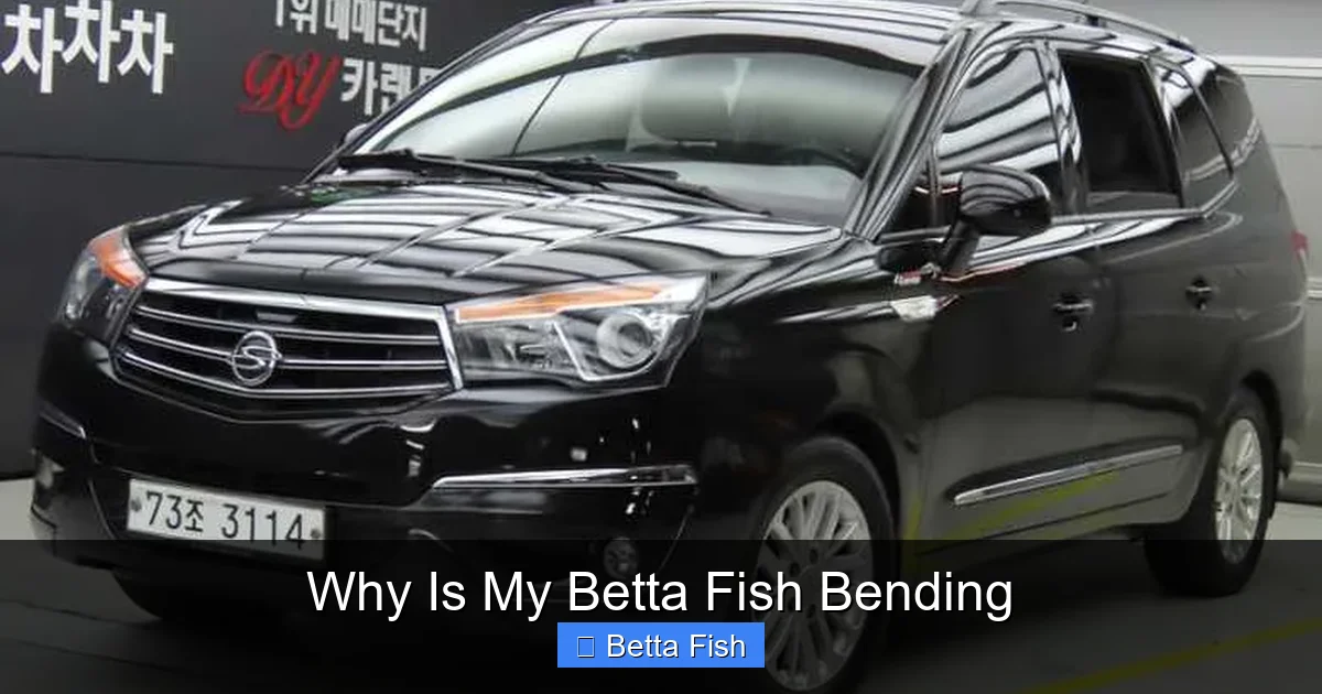 Why Is My Betta Fish Bending