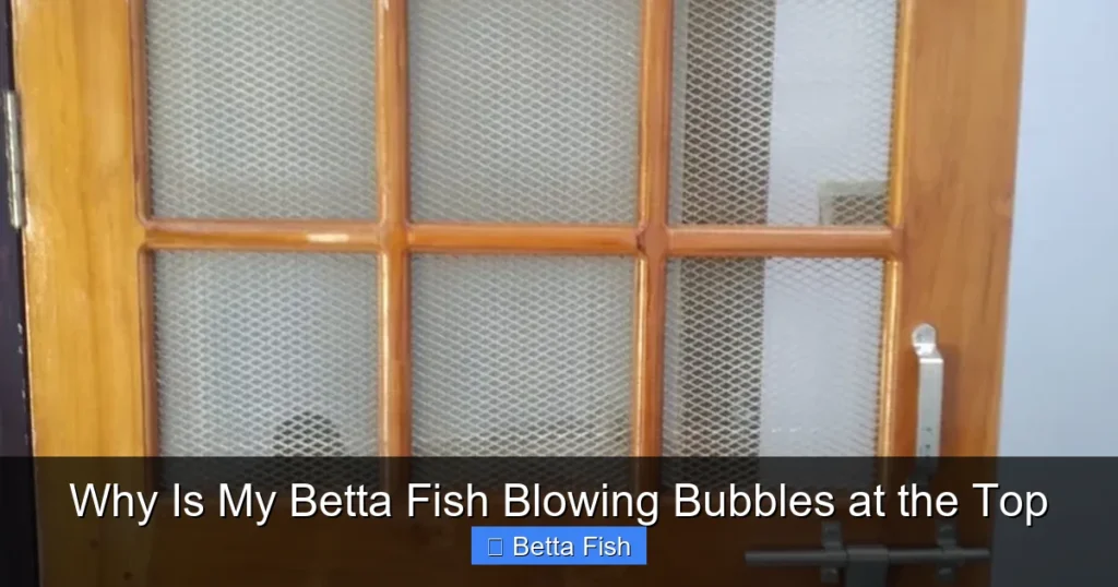 Why Is My Betta Fish Blowing Bubbles at the Top