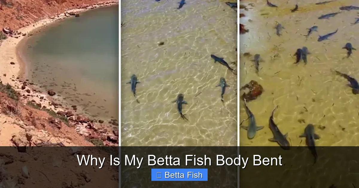 Why Is My Betta Fish Body Bent