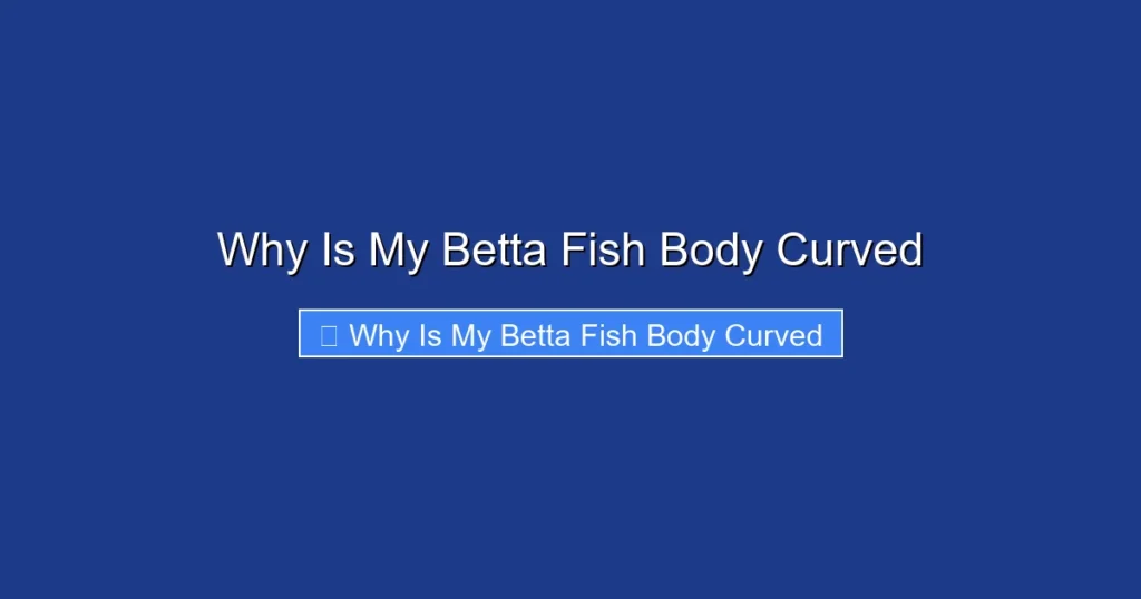 Why Is My Betta Fish Body Curved