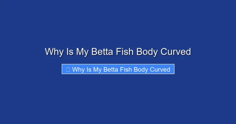 Why Is My Betta Fish Body Curved
