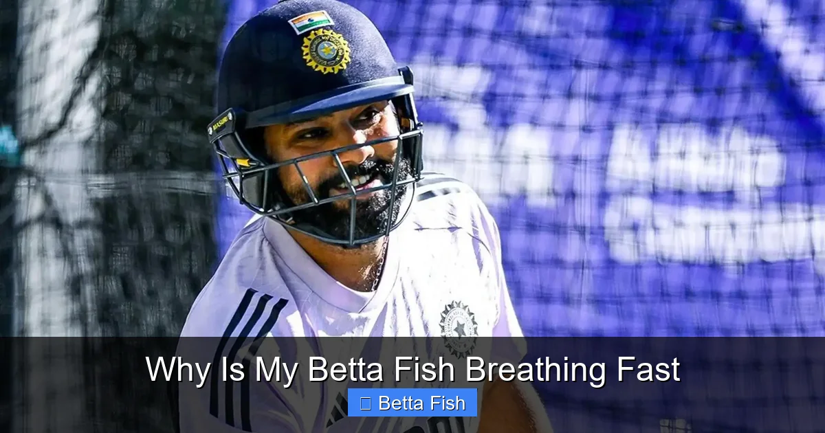 Why Is My Betta Fish Breathing Fast