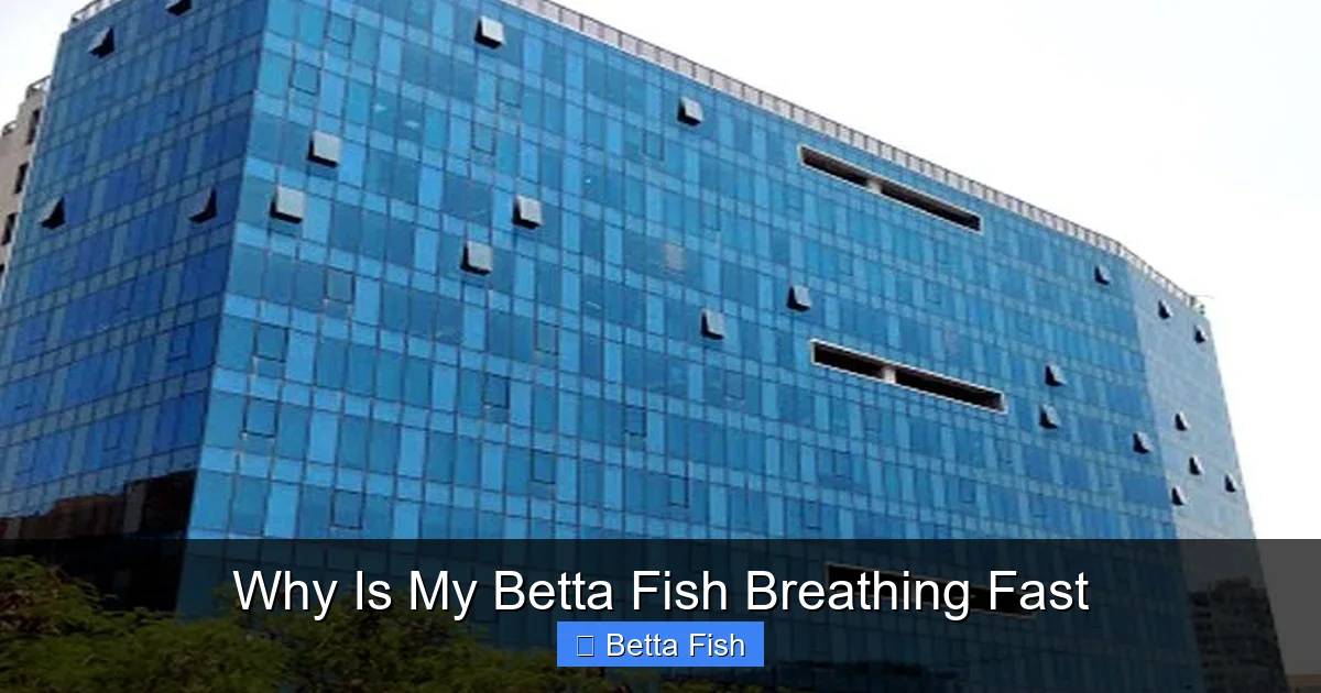 Why Is My Betta Fish Breathing Fast