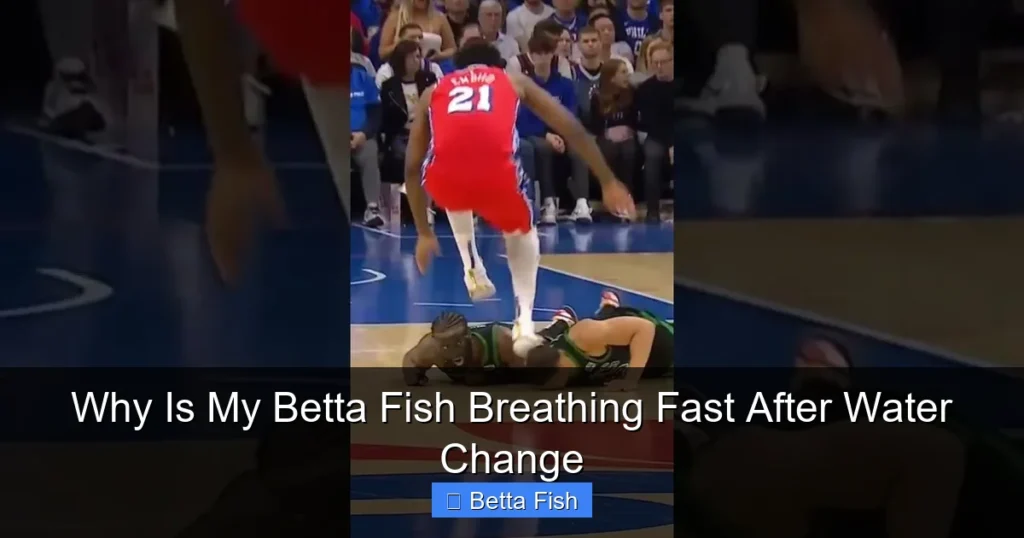 Why Is My Betta Fish Breathing Fast After Water Change