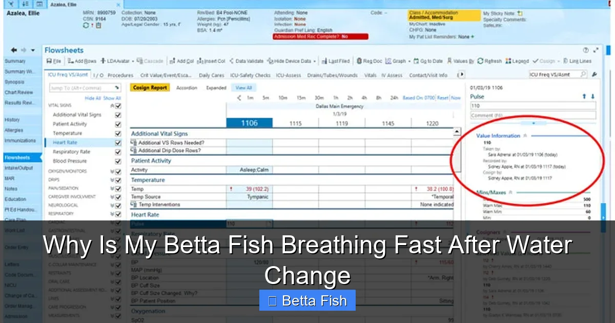Why Is My Betta Fish Breathing Fast After Water Change
