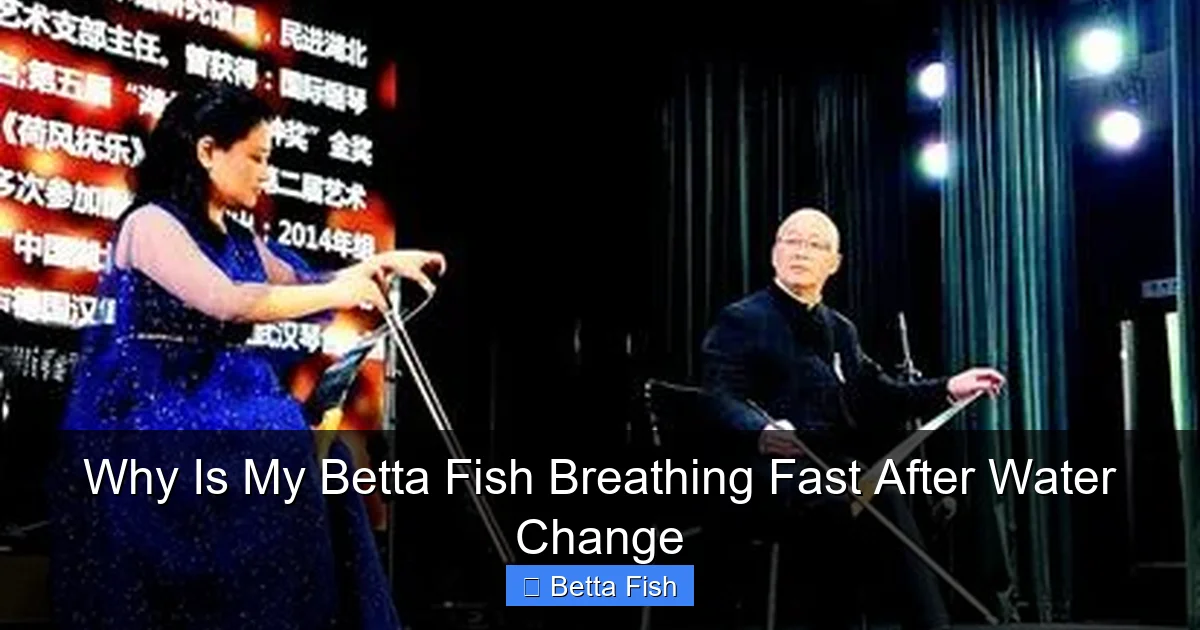 Why Is My Betta Fish Breathing Fast After Water Change