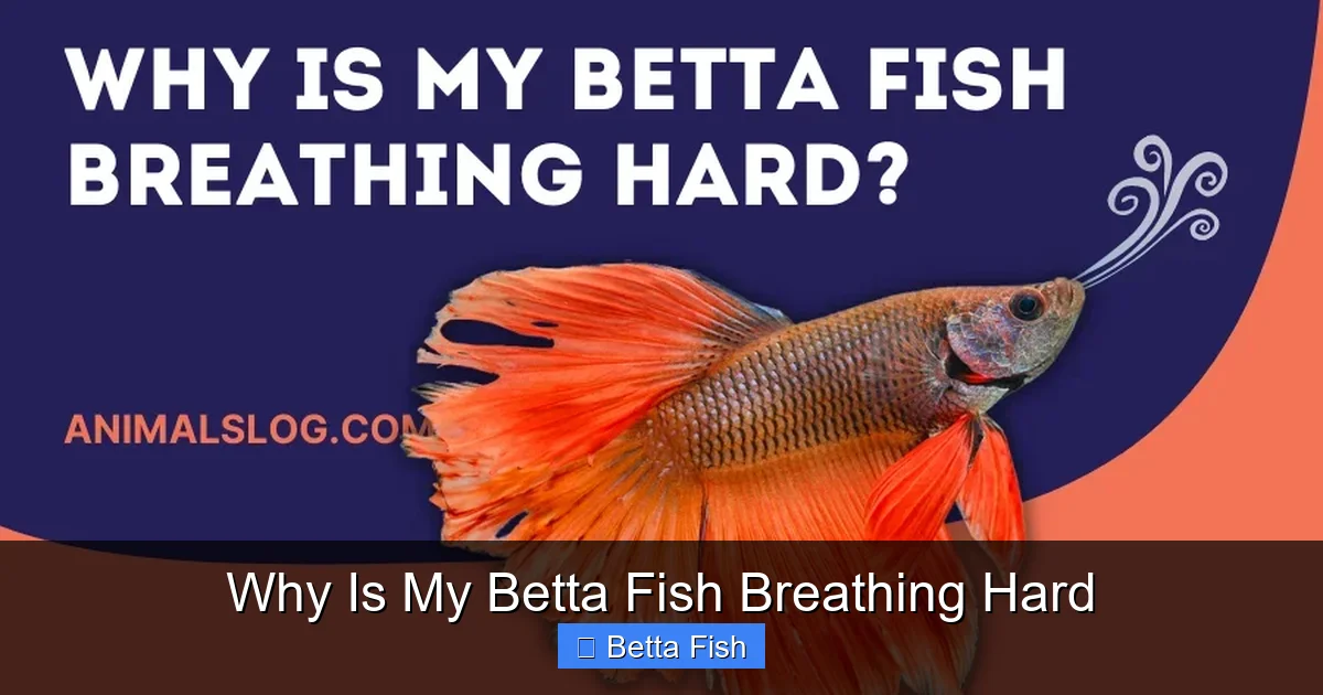 Why Is My Betta Fish Breathing Hard