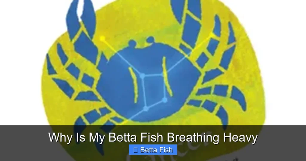 Why Is My Betta Fish Breathing Heavy