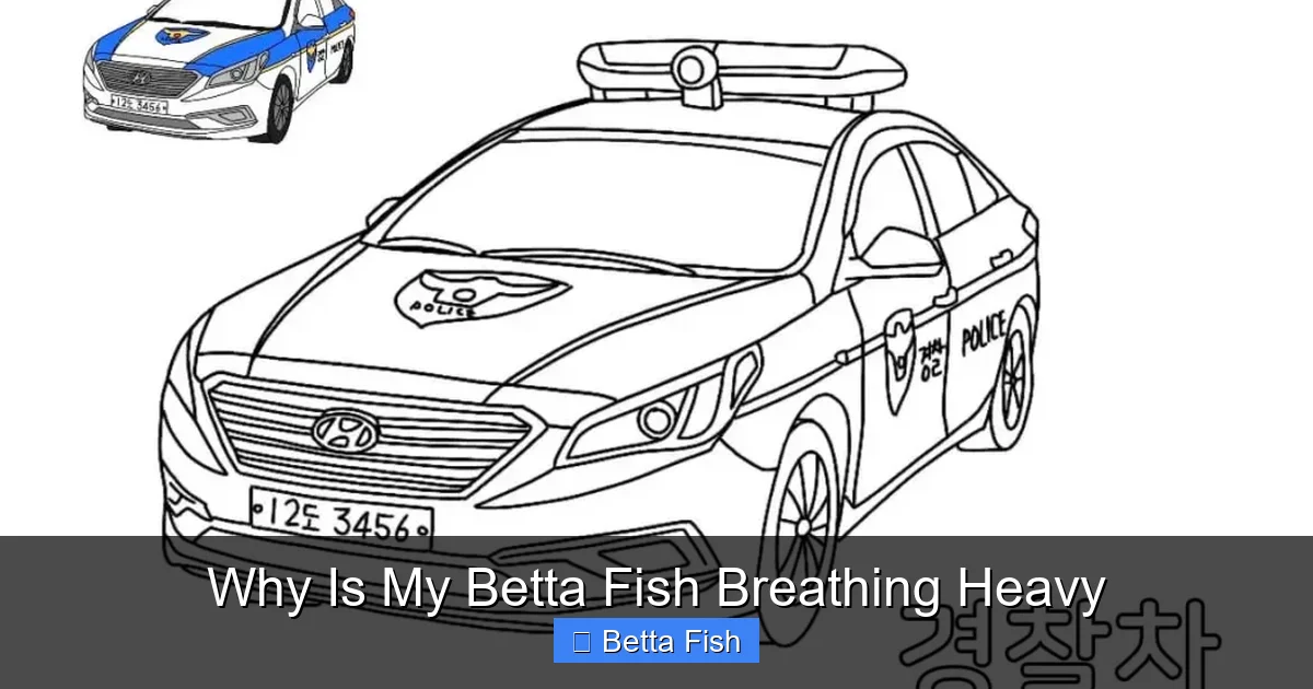Why Is My Betta Fish Breathing Heavy