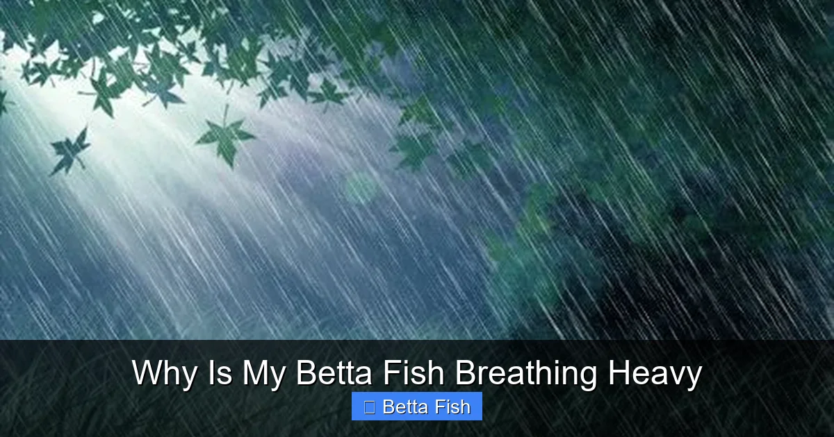 Why Is My Betta Fish Breathing Heavy