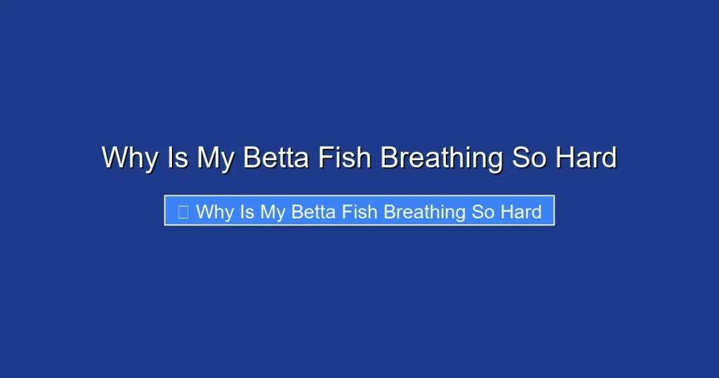 Why Is My Betta Fish Breathing So Hard