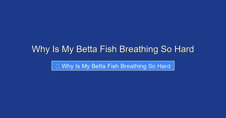 Why Is My Betta Fish Breathing So Hard