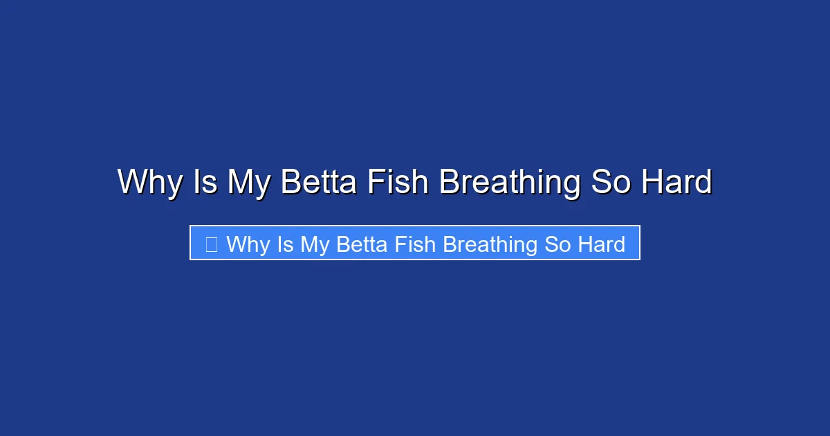 Why Is My Betta Fish Breathing So Hard