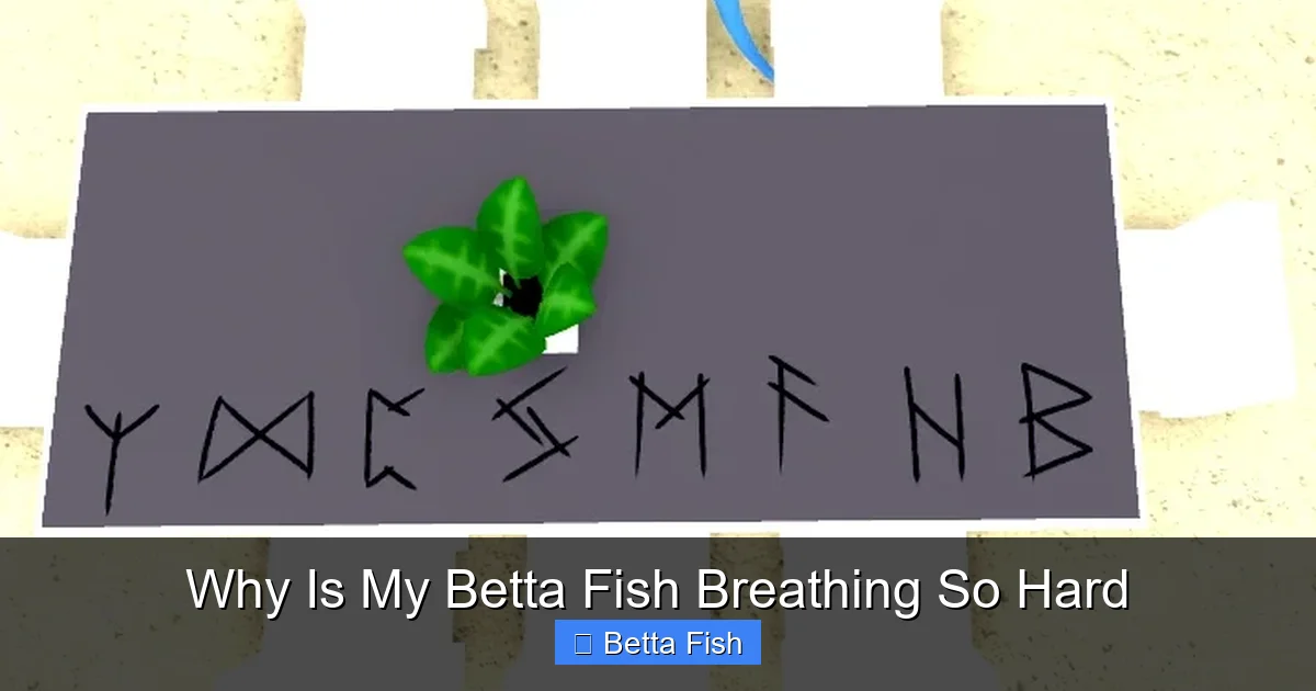 Why Is My Betta Fish Breathing So Hard