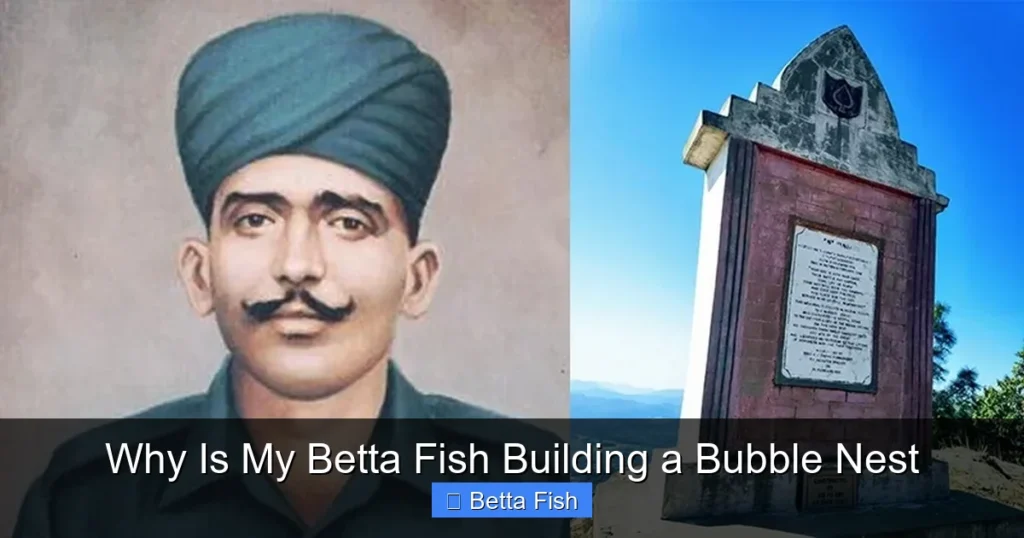 Why Is My Betta Fish Building a Bubble Nest