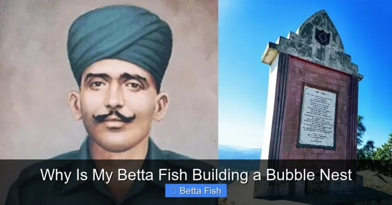 Why Is My Betta Fish Building a Bubble Nest