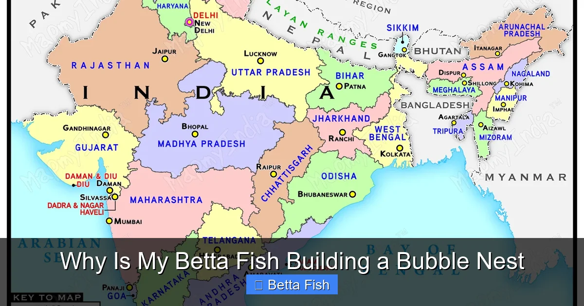 Why Is My Betta Fish Building a Bubble Nest