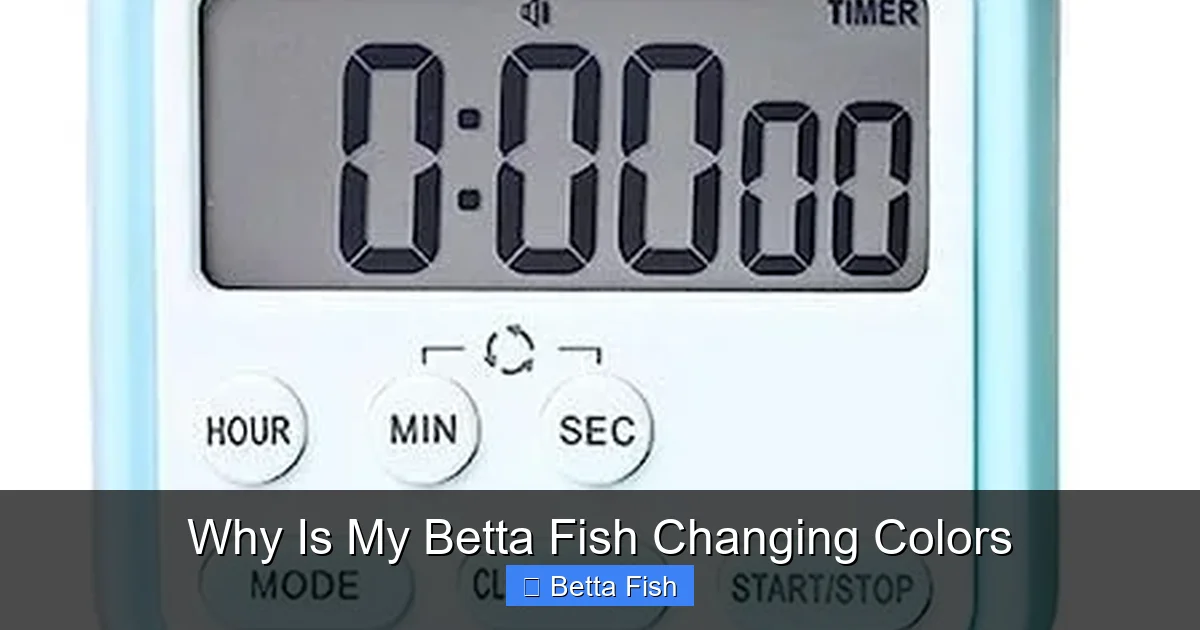 Why Is My Betta Fish Changing Colors